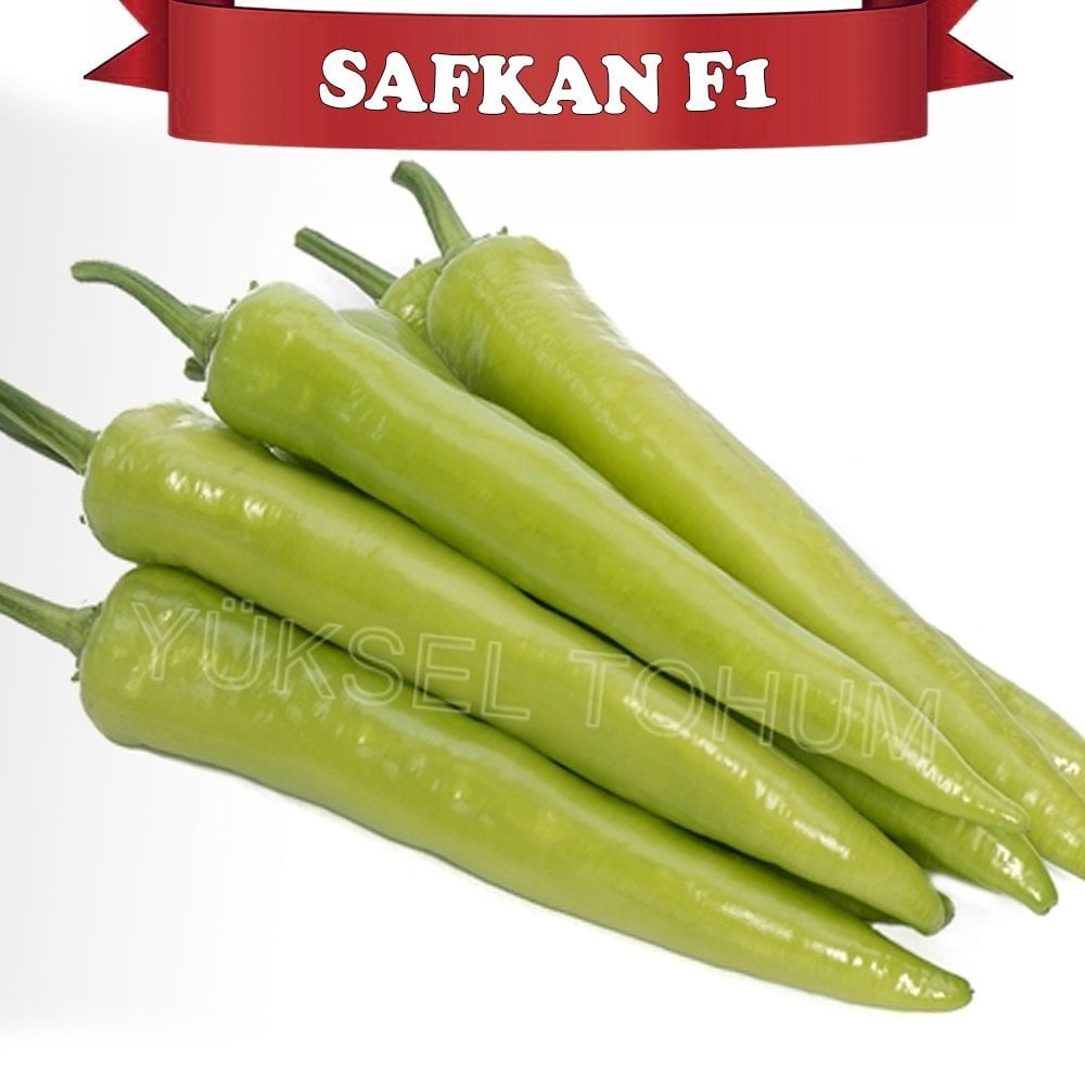 F1 Safkan Kışlık Carliston Biber Fidesi