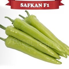 F1 Safkan Kışlık Carliston Biber Fidesi