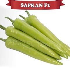 F1 Safkan Kışlık Carliston Biber Fidesi 216 Adet