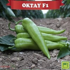 F1 Oktay İhraçatlık Carliston Biber Fidesi