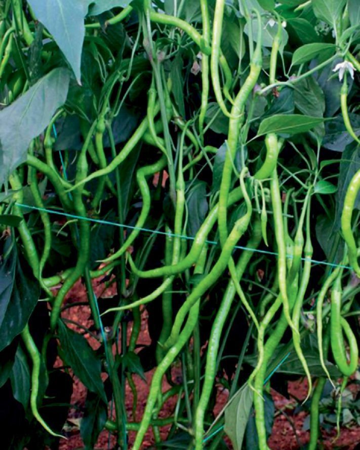 F1 Uslu Tatlı Kıl Biber Fidesi