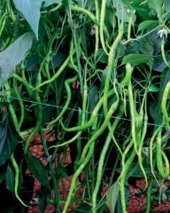 F1 Uslu Tatlı Kıl Biber Fidesi