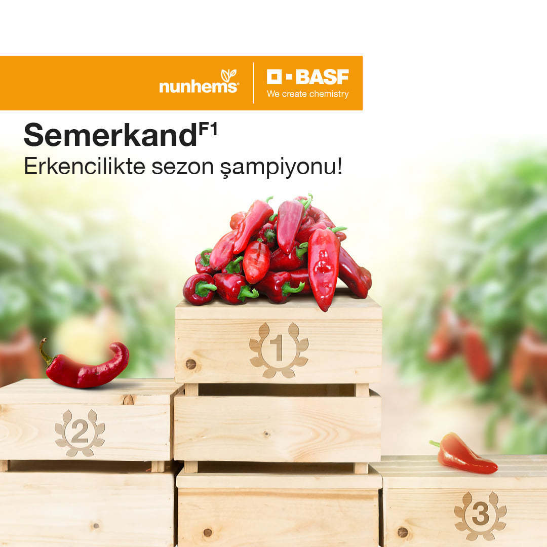 F1 Semerkand Kapya Biber Fidesi