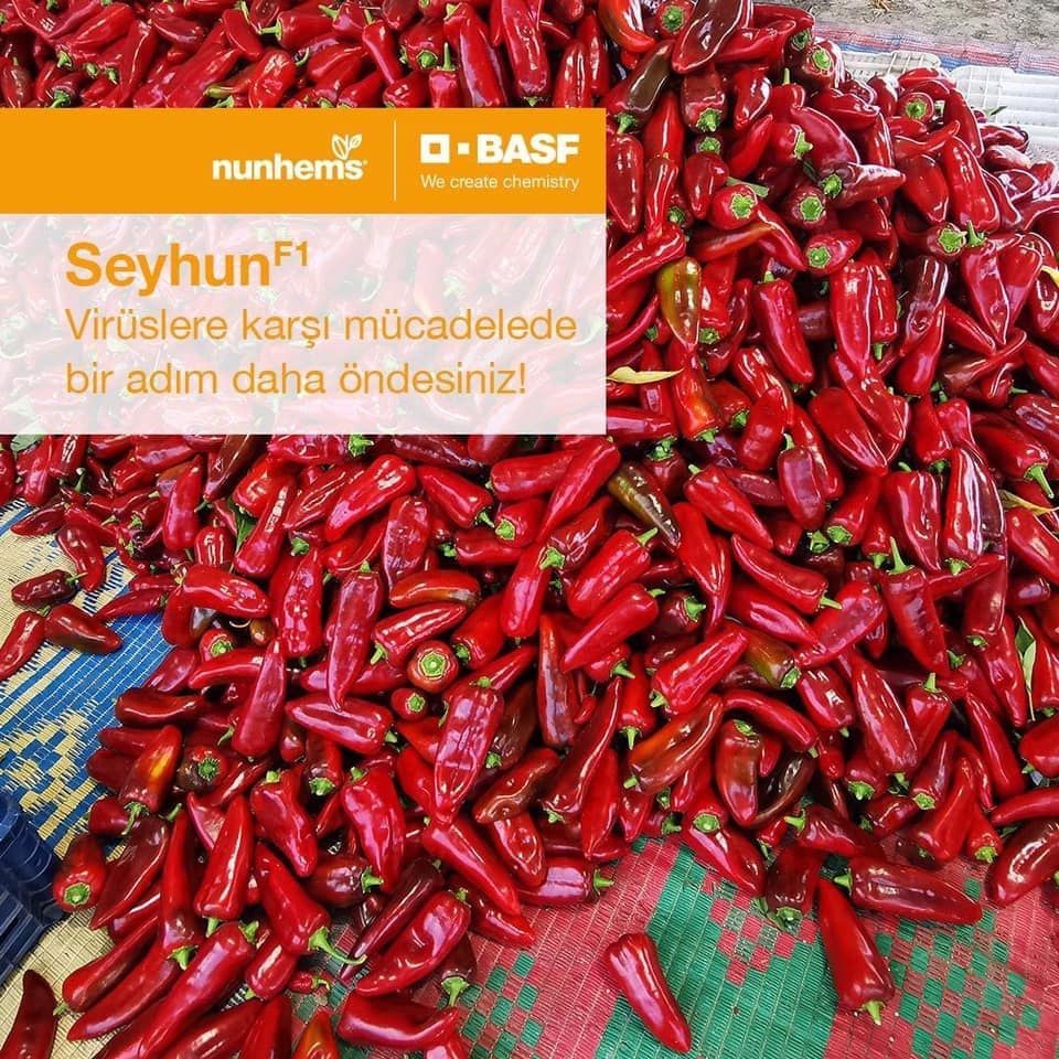 F1 Seyhun Kapya Biber Fidesi 210 Adet