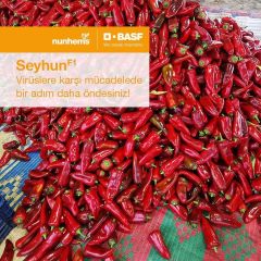 F1 Seyhun Kapya Biber Fidesi 210 Adet