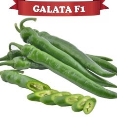 F1 Galata Acı Sivri Biber Fidesi