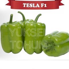 F1 Tesla Dolma Biber Fidesi