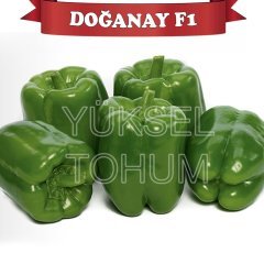 F1 Doğanay Dolma Biber Fidesi 216 Adet