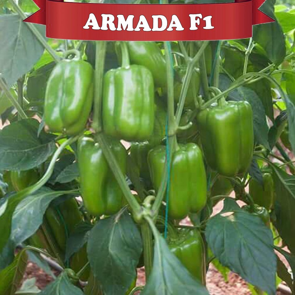 F1 Armada Dolma Biber Fidesi 216 Adet