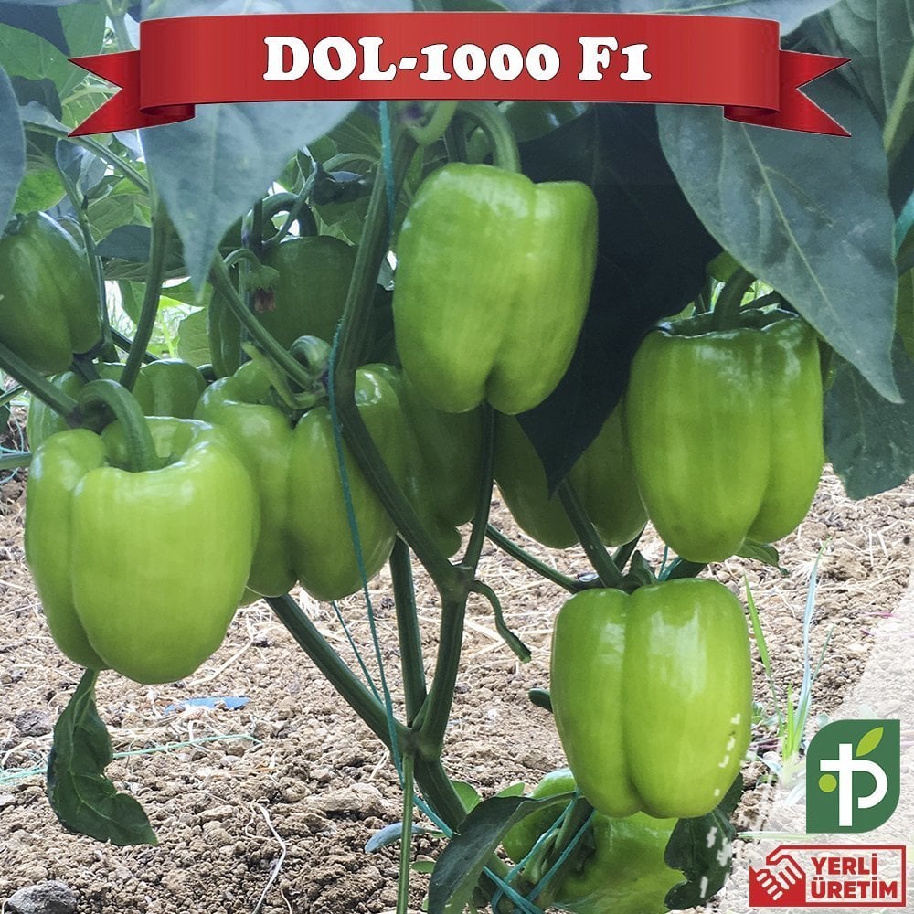 F1 Dol-1000 Dolma Biber Fidesi