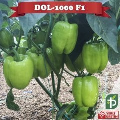 F1 Dol-1000 Dolma Biber Fidesi