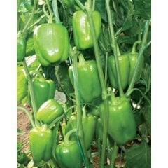 F1 Başar Dolma Biber Fidesi