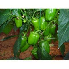 F1 Dilber Dolma Biber Fidesi 210 Adet