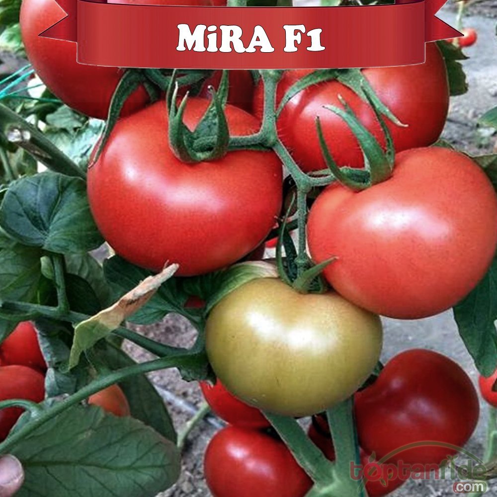 F1 Mira Sırık Domates Fidesi