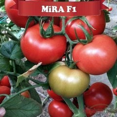 F1 Mira Sırık Domates Fidesi