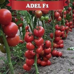F1 Adel Güzlük Sırık Domates Fidesi