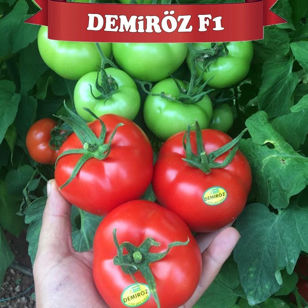 F1 Demiröz Sırık Domates Fidesi
