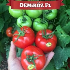 F1 Demiröz Sırık Domates Fidesi