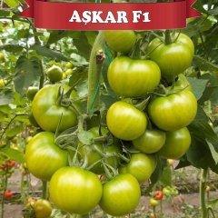 F1 Aşkar Sırık Domates Fidesi 216 Adet