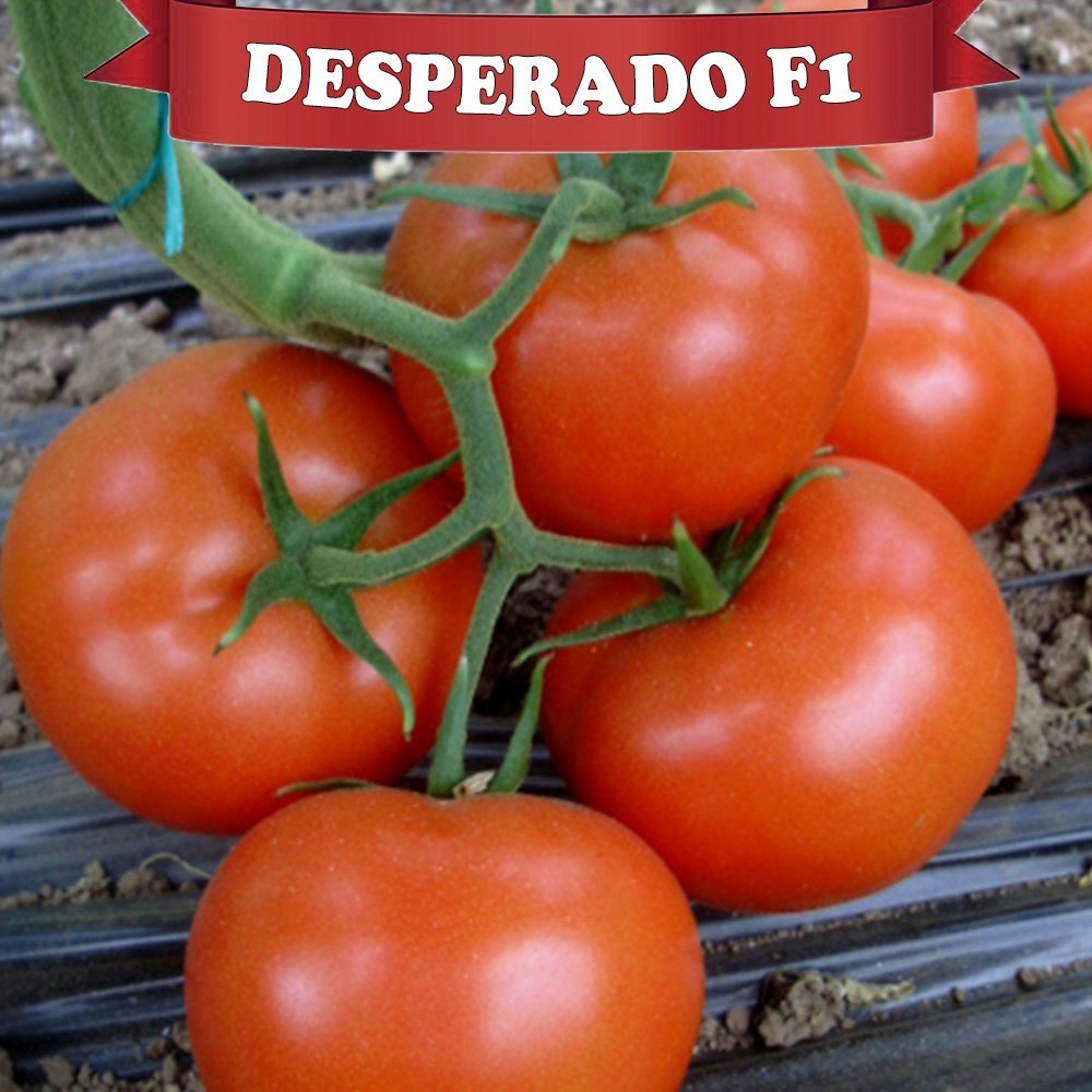 F1 Desperado Sırık Domates Fidesi