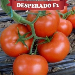 F1 Desperado Sırık Domates Fidesi