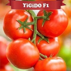 F1 Yigido Sırık Domates Fidesi