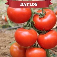 F1 Daylos Beef Sırık Domates Fidesi