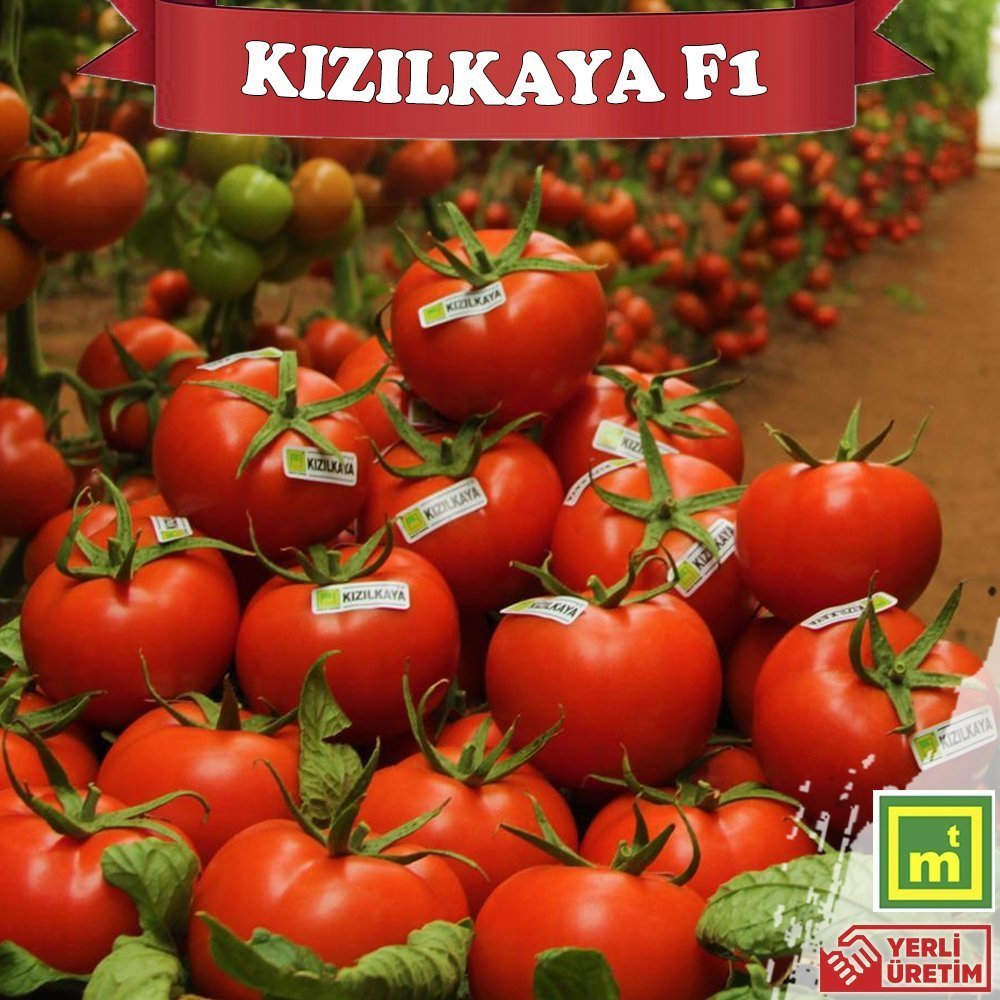 F1 Kızılkaya Tane Sırık Domates Fidesi