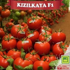 F1 Kızılkaya Tane Sırık Domates Fidesi