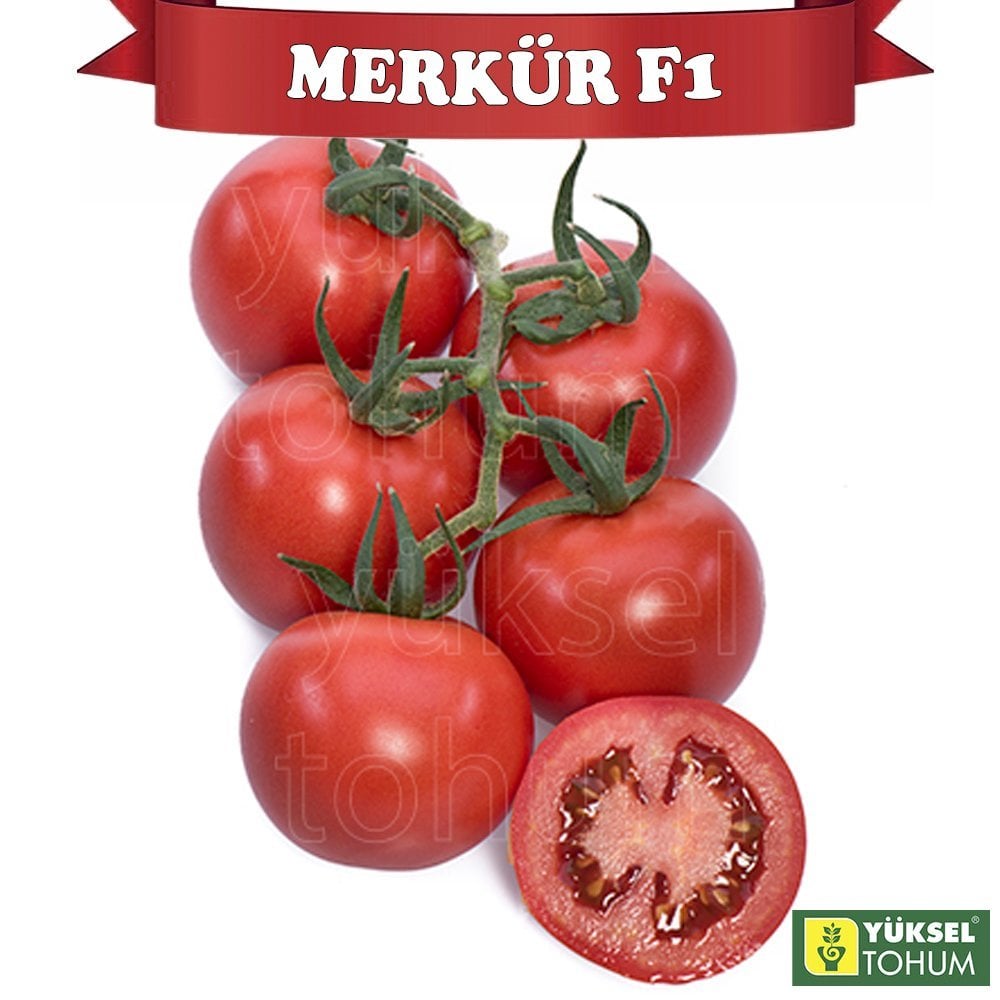 F1 Merkür Salkım Sırık Domates Fidesi