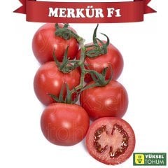 F1 Merkür Salkım Sırık Domates Fidesi
