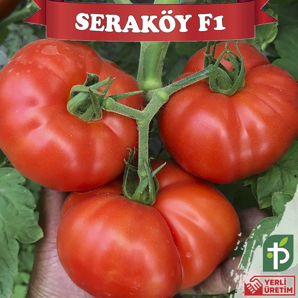 F1 Seraköy Sırık Domates Fidesi