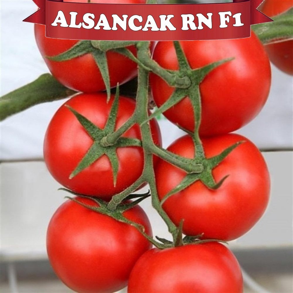 F1 Alsancak Rn Sırık Domates Fidesi