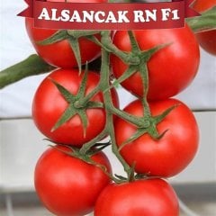 F1 Alsancak Rn Sırık Domates Fidesi