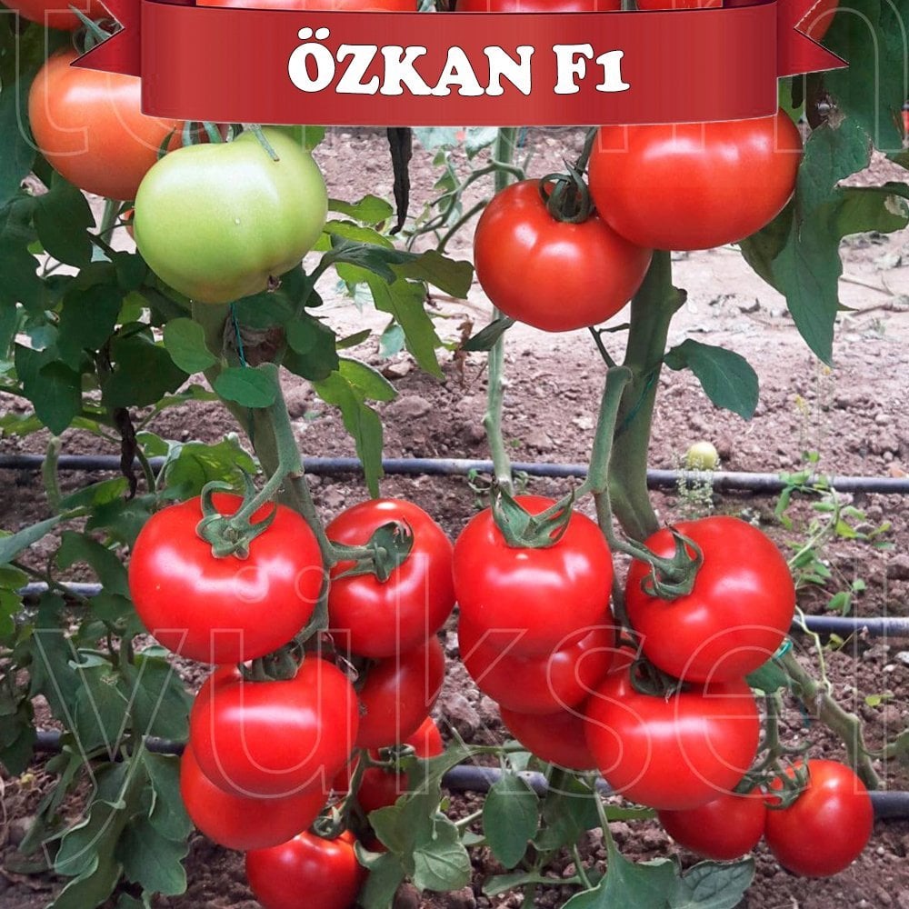 F1 Özkan Sırık Domates Fidesi