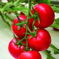 F1 Ege Sırık Domates Fidesi