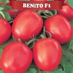 Salçalık F1 Benito Domates Fidesi