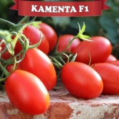 Salçalık F1 Kamenta Domates Fidesi