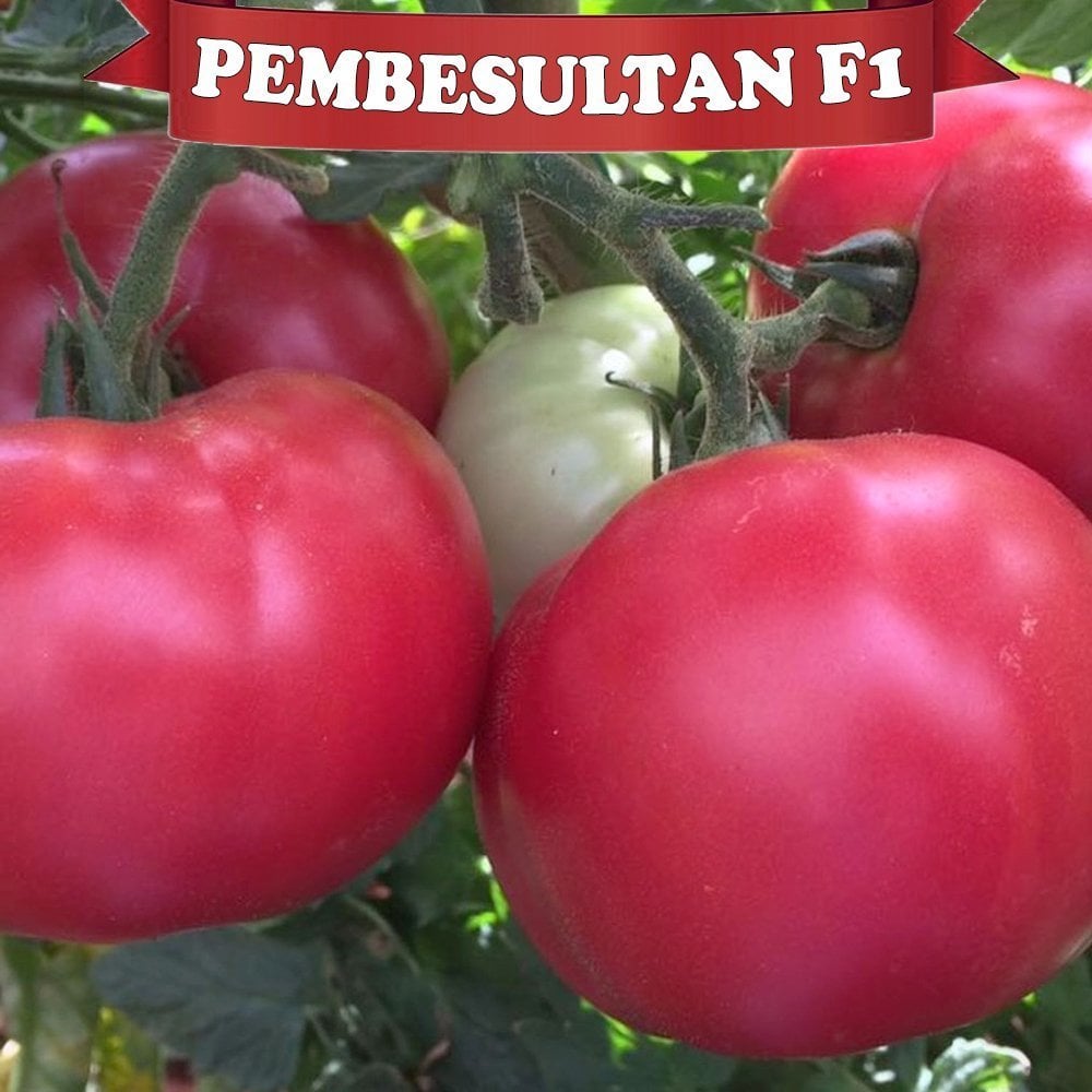 F1 Pembe Sultan Pembe Domates Fidesi