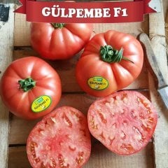 F1 Gülpembe Pembe Domates Fidesi