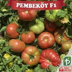 F1 Pembeköy Oturak Köy Domates Fidesi