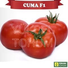 F1 Cuma Oturak Domates Fidesi