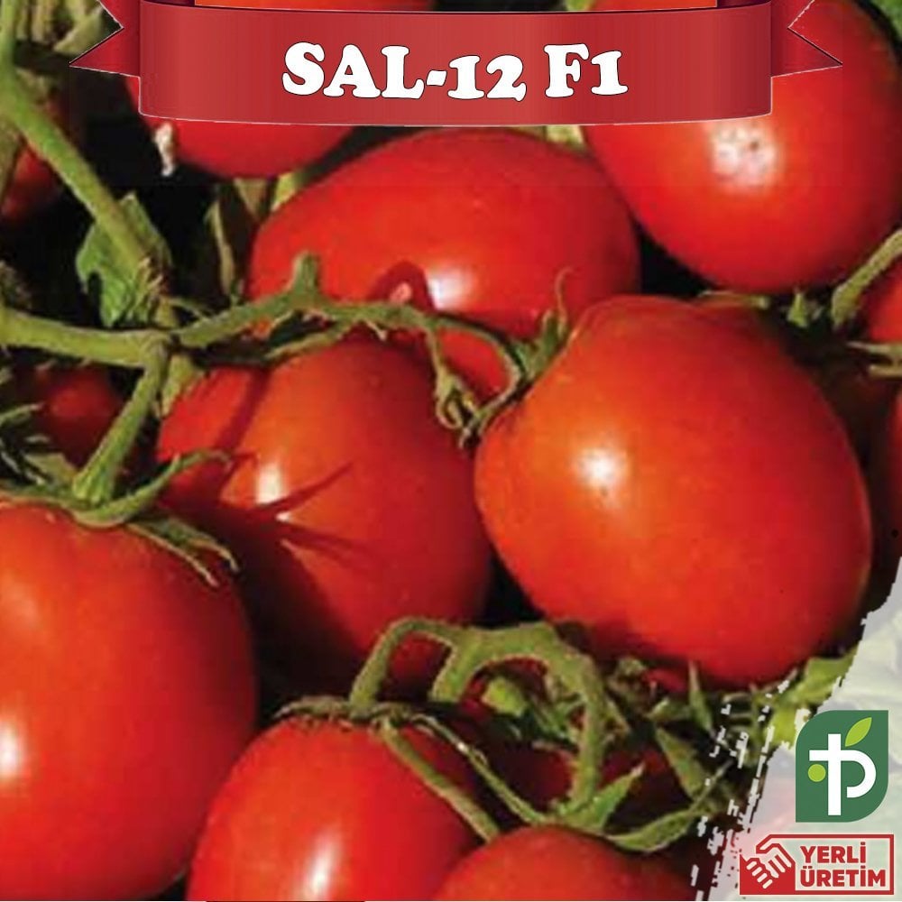 F1 Sal-12  Sanayi Kralı Domates Fidesi