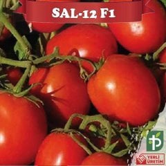 F1 Sal-12  Sanayi Kralı Domates Fidesi