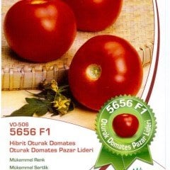 F1 5656 Oturak Domates Fidesi