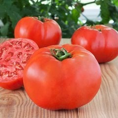 F1 Beef 90 Beef Domates Fidesi