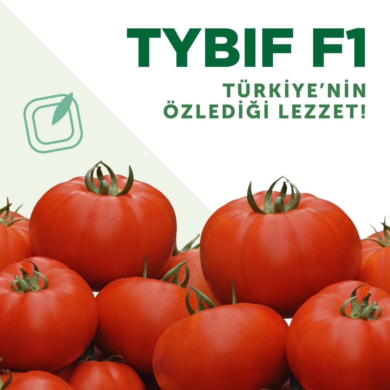 F1 Tybif Beef Domates Fidesi
