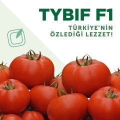 F1 Tybif Beef Domates Fidesi