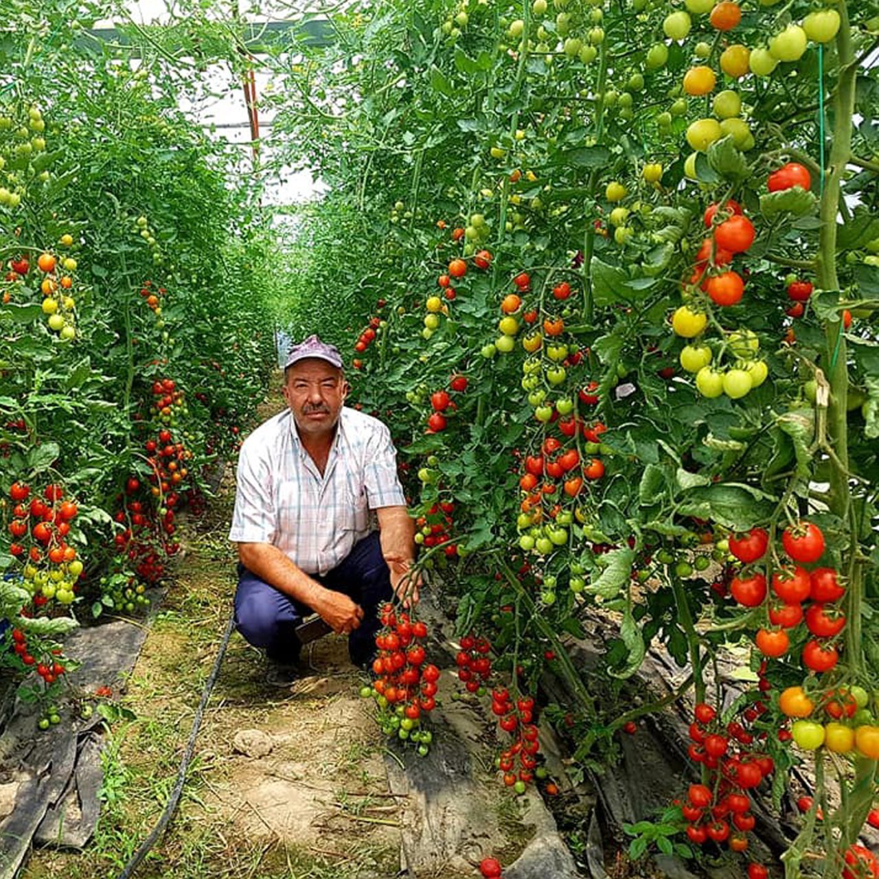 F1 Axion Kokteyl Sırık Domates Fidesi