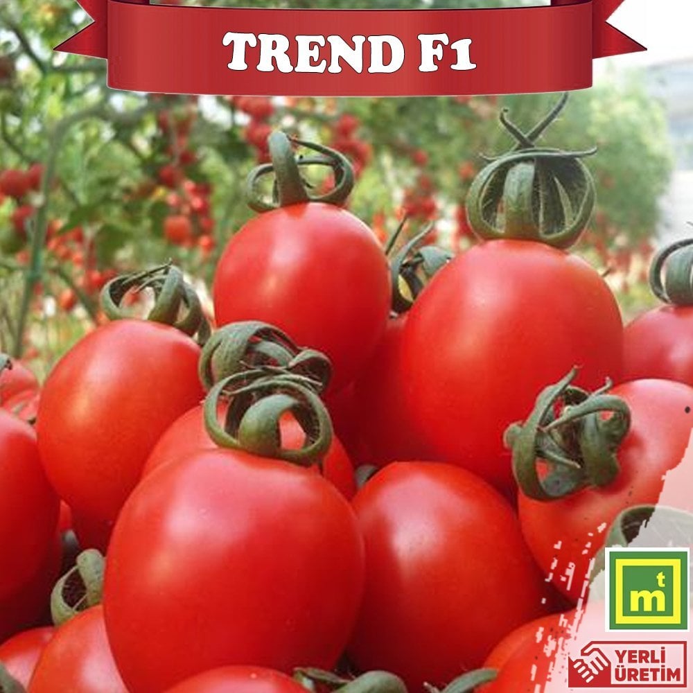 F1 Trend Sırık Kokteyl Domates Fidesi